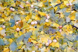 As mentioned, the tree does produce fruit, or at least the females do. The Fall Of The Ginkgo Tree Leaves The Martha Stewart Blog