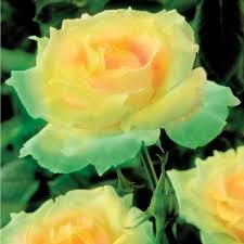 Rated 4.9 out of 5. Mint Julep Rose Collections Etc