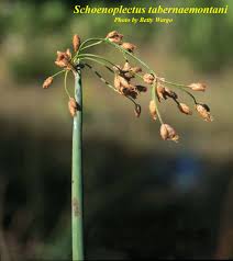 Image result for Schoenoplectus sp.no.3