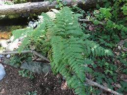 Image result for Pteridium