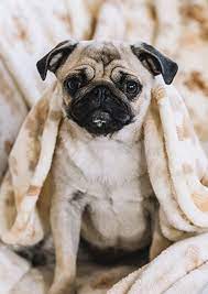 Maybe you would like to learn more about one of these? About Us All Star Pet Hotel Day Care