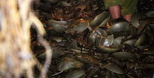 Hukum pidana ialah merupakan salah satu dari hukum publik. Satu Tahun Penjara Buat Penyelundup Ribuan Belangkas Mongabay Co Id