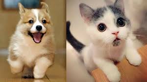 Funny Dogs And Cats Scared Of Farts Funny Pets Compilation 5 Scary Dogs Teach Dog Tricks Funny Animals