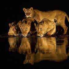 Photo By Varun Aditya Family Portrait Of A Watchful Mother And Three Curious Cubs At Zimanga South Africa Natu Animal Photography Animals African Animals