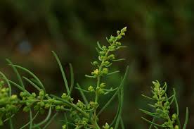 Image result for Suaeda plumosa