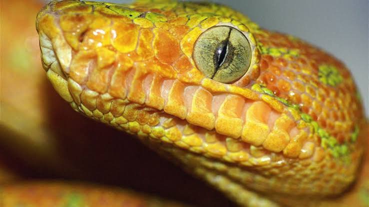Snakes' Vision Sharpens When They're Under Stress