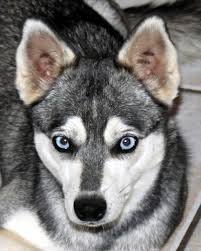 We have compiled the top siberian husky breeders giving you the best information on one of the most popular dog breeds. Alaskan Klee Kai Puppies Miniature Husky Breeder Ca And Oregon