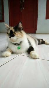 Tubuhnya pun gemuk dan memiliki ekor yang mengembang serta kaki relatif pendek. Jenis Dan Harga Kucing Presia Medium Peaknose Himalaya Flatnose Binatang Peliharaan