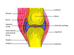Synovial fluid is the clear, viscid, lubricating fluid secreted by synovial membranes. Structure Of Synovial Joint By Openstax Jobilize