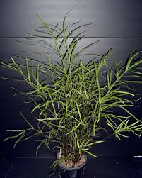 Image result for Lepisorus schraderi