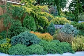 Fixing A Problem Site Evergreen Shrub Garden On Hill Slope With Conifers Evergreens Ornamental Gras Grasses Landscaping Evergreen Garden Evergreen Landscape