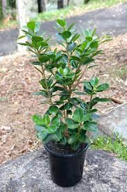 Image result for Ficus tremula