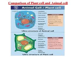 Check spelling or type a new query. Chapter 8 Cell Structure And Functions 1 Discovery