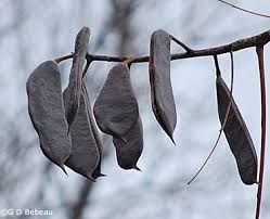 Gymnocladus tolerate drought and occasional wet soil. Kentucky Coffeetree Gymnocladus Dioicus Native Minnesota Tree Eloise Butler Wildflower Garden Kentucky Coffee Tree Seed Pods Tree Seeds