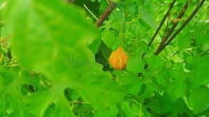 Image result for Momordica balsamina