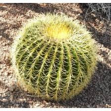 Mature plants best for full sun. 20 Pcs Golden Barrel Cactus Seeds Shopee Philippines