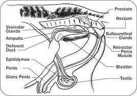 Anatomy Physiology And Reproduction In The Stallion
