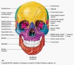 Bone marrow is sort of like a thick jelly, and its these bones are in the back of your neck, just below your brain, and they support your head and neck. Image Facial Bones1318357297169 Thumb For Term Side Of Card Anatomy Bones Facial Bones Human Skull Anatomy