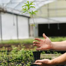Image result for oak sapling
