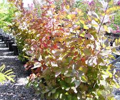 Check spelling or type a new query. Cotinus Coggygria Grace Smoke Bush Trees Speciality Trees