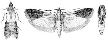 Image result for "plodia interpunctella"