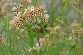 Image result for Luzula