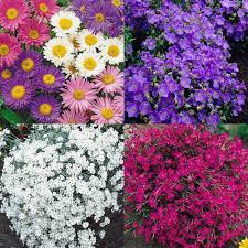 A hardy ground cover, this plant looks wonderful used as part of sloped landscaping. Buy Ground Cover Perennial Plant Collection J Parkers