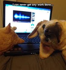 Why It S Hard To Work From Home Funny Animals Cute Animals Funny Dogs
