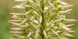 Image result for Sesamum angustifolium