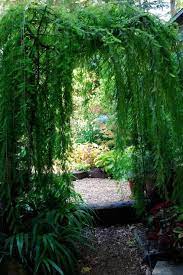 These graceful plants with their pendulous branches make a superb accent in any garden. To Make Your Garden Memorable Add A Hint Of Mystery Secret Garden Garden Design Garden Spaces