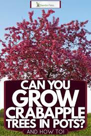 Maybe you would like to learn more about one of these? Can You Grow Crabapple Trees In Pots And How To Garden Tabs