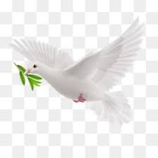 Vector Paloma Simbolo De Paz Paloma De La Paz Simbolo De Paz Paloma