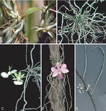 Image result for Solenangis