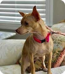 Maybe you would like to learn more about one of these? Pin By Elicia Eavon On Dogs In 2021 Chihuahua Chihuahua Puppies Puppy Adoption