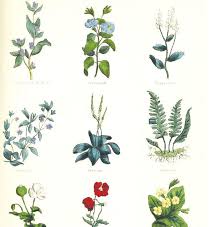 vintage herbs printable scrapbook paper allfreepapercrafts com