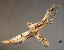 Image result for Cenchrus clandestinus