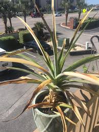 We did not find results for: Help Our Pineapple Plant Is Turning Yellow And Brown After Many Healthy Years And Steady Growth We Need To Rescue It Before It S Too Late If The Whole Plant Dies This Will