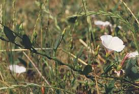 Image result for Convolvulus aschersonii