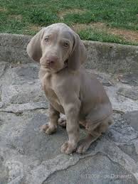 Image result for výmarský krátkosrstý ohař