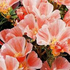 Godetia Grandiflora Sybil Sherwood Garden Seeds Flower Garden Flowers