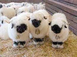 It is the most common sheep breed of the united kingdom. Http Coursefacilitators Com A Document Sharing Website Cute Sheep Cute Animals Animals