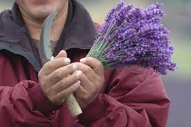 Beim lavendel gilt es, den richtigen zeitpunkt für eine ernte zu erwischen. Lavendel Ernten Wann Ist Der Beste Zeitpunkt