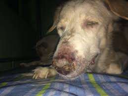 Coughing—tramadol can be of great help in severe situations. Can I Give My Pet Appebon Medicine Because She Is Sick And Loss Her Appetite What Otc Can I Give Her I Think She Is Suffering From Petcoach