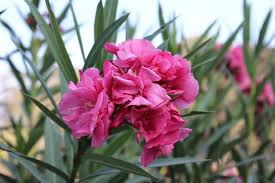 ملف:Nerium oleander pink flower, Alex 005.jpg - ويكيبيديا