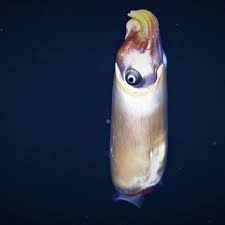 They Re Calling You On The Squid Phone The New York Times