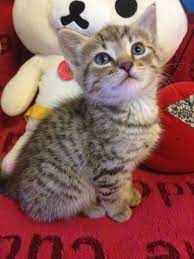 Kittens grow and change a lot during their first year of life. 21 Brown Tabby Dsh Ideas Tabby Cute Cats Cats And Kittens