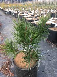 Image result for Pinus