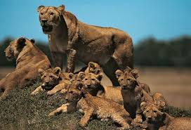 Lion | Characteristics, Habitat ...