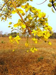 Image result for Cassia abbreviata