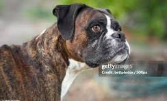117.074 Boxer Stock Photos, High-Res Pictures, and Images ...